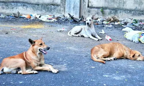 കുട്ടികളെ തെരുവ്നായകളില്‍ നിന്നും രക്ഷിക്കാന്‍ മാതാപിതാക്കള്‍ രംഗത്ത്