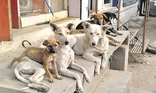 തെരുവുനായകള്‍ക്കായി വയനാട്ടില്‍ ഒരു വീട്