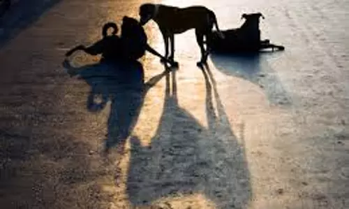 തെരുവ് നായ ശല്യം രൂക്ഷം; രാത്രിയും നായ് പിടുത്തം തുടരുന്നു