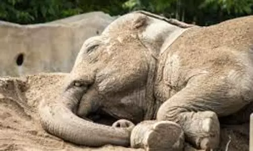 കാട്ടാന കൊലപാതകം; അന്വേഷണം ഗുണകരമല്ലെന്നു പരാതി കാട്ടാന കൊലപാതകം; അന്വേഷണം ഗുണകരമല്ലെന്നു പരാതി