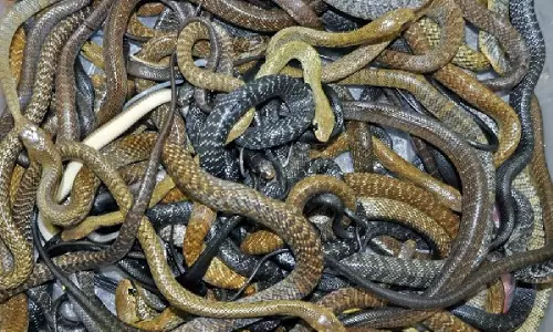 ഒരു വീട്ടില് 150തിലേറെ പാമ്പുകള് - വീഡിയോ ഒരു വീട്ടില് 150തിലേറെ പാമ്പുകള് - വീഡിയോ