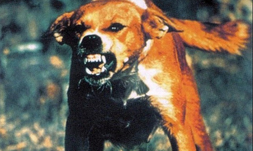 തൃശ്ശൂരില്‍ ആറുപേരെ കടിച്ചത് പേപ്പട്ടി തന്നെ