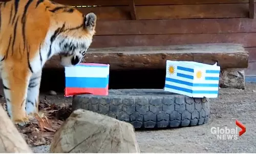 കളി ഫലങ്ങള്‍ പ്രവചിക്കുന്ന സൈബീരിയന്‍ കടുവ