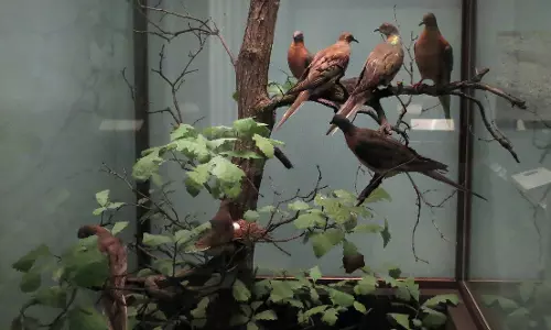 വംശനാശ ഭീഷണിക്കെതിരായ സന്ദേശവുമായി ഒരു ചിത്ര പ്രദര്‍ശനം