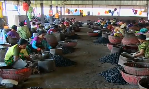 സ്വകാര്യ കശുവണ്ടി ഫാക്ടറികള്‍ ഓണത്തിന് മുന്‍പ് തുറക്കില്ല