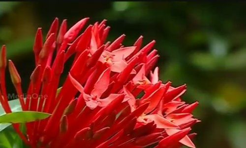 ഇന്ന് അത്തം, തിരുവോണത്തിന് ഇനി പത്ത് നാള്‍