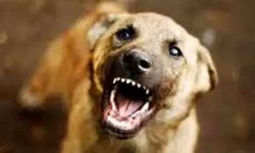 എറണാകുളം ഞാറയ്ക്കലില്‍ അക്രമകാരികളായ തെരുവ് നായക്കളെ കൊന്നു