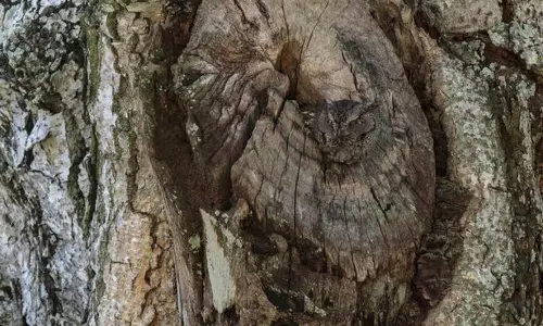 ഈ മരത്തടിയില്‍ ഒളിച്ചിരിക്കുന്നതാര്?