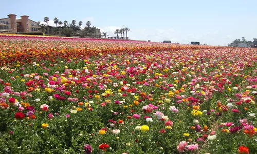 മലയാളിയുടെ പൂക്കളത്തിനായി വസന്തമൊരുക്കി തമിഴ് ഗ്രാമങ്ങള്‍