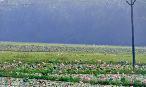 ഓണത്തിന് കനിയാതെ താമര