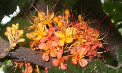 ഗര്‍ഭാശയ രോഗങ്ങള്‍ക്ക് അശോകം ഉത്തമമെന്ന് പഠനം