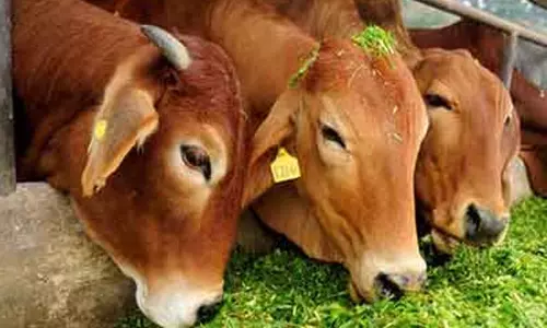 ഹരിയാനയില്‍ ചാണകത്തേക്കുറിച്ച് പഠിക്കാന്‍ 500 ഏക്കര്‍ ഭൂമിയില്‍ സര്‍വകലാശാല വേണമെന്ന്