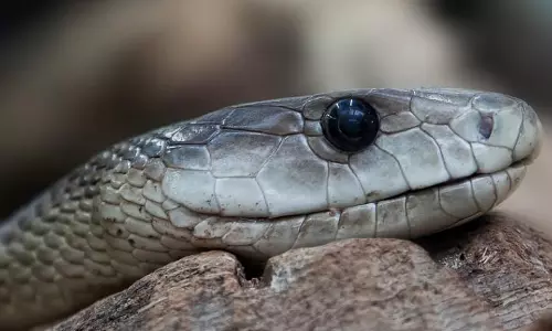 ഇരുപത് വയസിനിടയില്‍ ലിംഗരാജുവിന്  പാമ്പു കടിയേറ്റത് 12 തവണ
