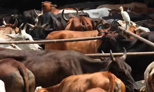 പശുവിനെ ചൊല്ലി ഗുജറാത്തില്‍ ദലിതര്‍ക്ക് മര്‍ദ്ദനം; തല്ലിച്ചതയ്ക്കപ്പെട്ടവരില്‍ ഗര്‍ഭിണിയും