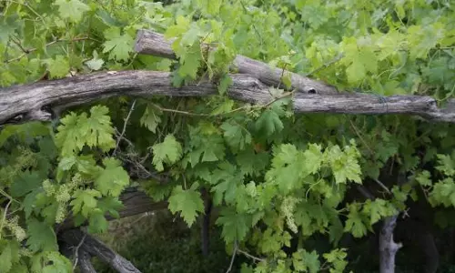 മുന്തിരിയും മാതളവും വിളയുന്ന ഒമാനിലെ വെക്കാന്‍‌ ഗ്രാമം