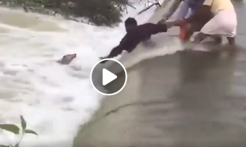 കുത്തിയൊലിക്കുന്ന വെള്ളത്തില്‍ ജീവന് വേണ്ടി പിടയുന്ന നായ; ഒടുവില്‍ ഒരു കൂട്ടം നല്ല മനസുകള്‍ രക്ഷയായപ്പോള്‍