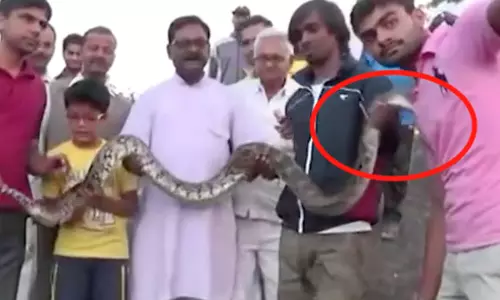 പെരുമ്പാമ്പിനൊപ്പം സെല്ഫി എടുക്കാന് ശ്രമിക്കുന്നതിനിടെ യുവാവിന് കടിയേറ്റു പെരുമ്പാമ്പിനൊപ്പം സെല്ഫി എടുക്കാന് ശ്രമിക്കുന്നതിനിടെ യുവാവിന് കടിയേറ്റു