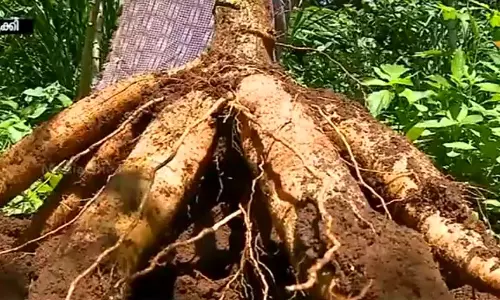 കപ്പയ്ക്കിത് നല്ലകാലം; കര്‍ഷകര്‍ക്ക് ആശ്വാസം