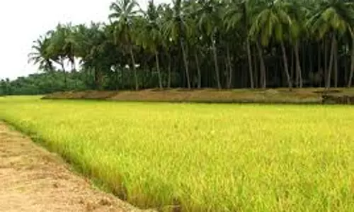 നെല്‍വയല്‍ സംരക്ഷണ നിയമത്തില്‍ ഭേദഗതി ചെയ്യുന്നു; ഡാറ്റാ ബാങ്ക് നിലവിലില്ലാത്തത് തിരിച്ചടിയാവും