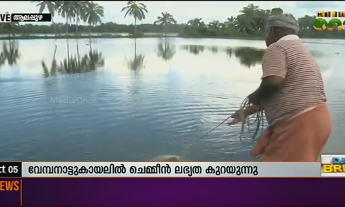 വേമ്പനാട്ടുകായലില്‍ കൊഞ്ചിന്റെ ലഭ്യതയില്‍ വന്‍കുറവ്