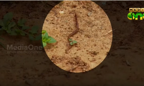 വയനാട്ടില്‍ മണ്ണിരകള്‍ കൂട്ടത്തോടെ ചത്തുപൊങ്ങുന്നു