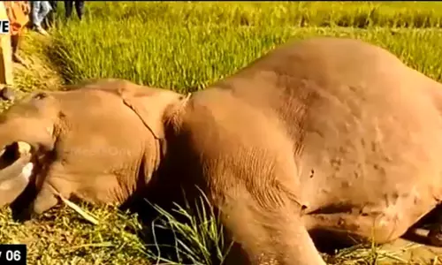 കാട്ടാനക്കൂട്ടത്തെ രണ്ട് മാസമായി നാടുകടത്താനാകാതെ വനംവകുപ്പ് കാട്ടാനക്കൂട്ടത്തെ രണ്ട് മാസമായി നാടുകടത്താനാകാതെ വനംവകുപ്പ്