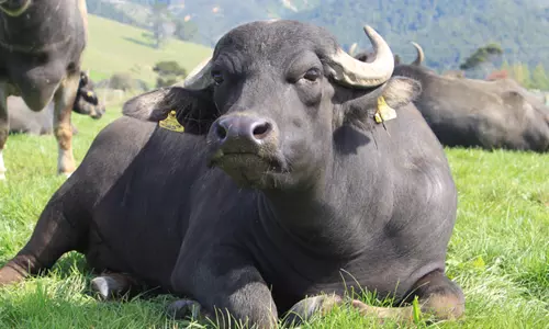 മുക്കത്ത് പോത്ത് വിരണ്ടോടി; 7 പേര്‍ക്ക് പരിക്ക്