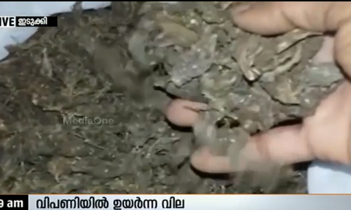 ഇടുക്കിയില്‍ കഞ്ചാവ് കൃഷി വര്‍ധിക്കുന്നു