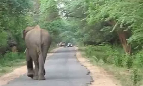 മറയൂരില് കാട്ടാനശല്യം രൂക്ഷം മറയൂരില് കാട്ടാനശല്യം രൂക്ഷം