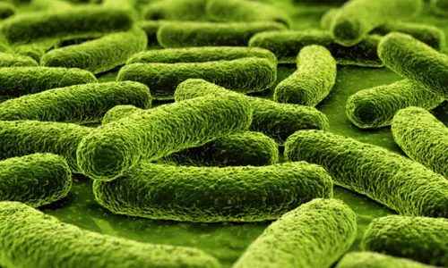 മനുഷ്യമാംസം ഭക്ഷണമാക്കുന്ന ബാക്ടീരിയ; ശരീരത്തില്‍ പ്രവേശിച്ചാല്‍ 4 ദിവസത്തിനുള്ളില്‍ മരണം