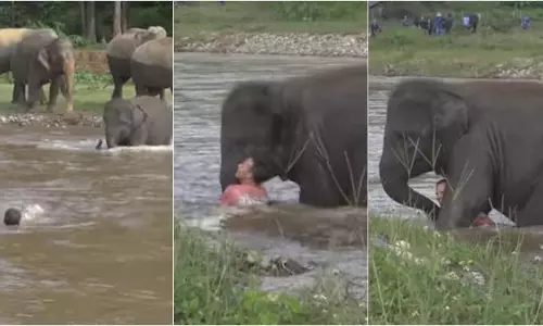 ഒഴുക്കില്‍പ്പെട്ട പരിശീലകനെ രക്ഷപ്പെടുത്തുന്ന കുട്ടിയാനയുടെ വീഡിയോ വൈറല്‍ !