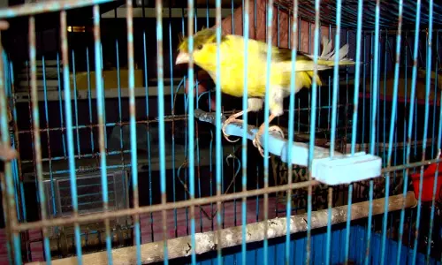 പക്ഷികളുടെ ദേശാടനക്കാലം പ്രയോജനപ്പെടുത്തി ഗസ്സയിലെ ജനങ്ങള് പക്ഷികളുടെ ദേശാടനക്കാലം പ്രയോജനപ്പെടുത്തി ഗസ്സയിലെ ജനങ്ങള്