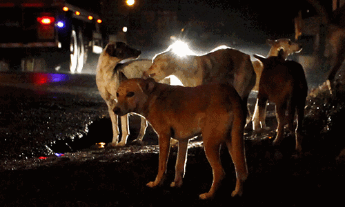 കോഴിക്കോട് രണ്ടു വയസുകാരിക്ക് തെരുവുനായയുടെ കടിയേറ്റു
