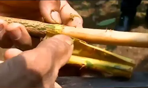 കറുവപ്പട്ടയുടെ വ്യാജനെ ഇനി തിരിച്ചറിയാം