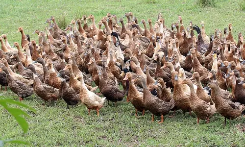 പക്ഷിപ്പനി: ചത്ത താറാവുകളെ കത്തിച്ചു പക്ഷിപ്പനി: ചത്ത താറാവുകളെ കത്തിച്ചു