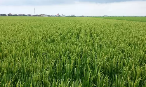 നെല്‍കൃഷിയെ കൈവെടിഞ്ഞ് കേരളം