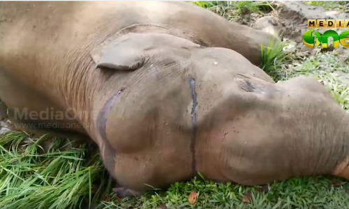 വയനാട്ടില്‍ കാട്ടാന ചെരിഞ്ഞത് ഷോക്കേറ്റെന്ന് സൂചന