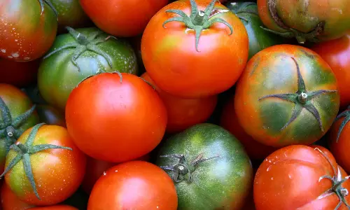 തക്കാളിവില ഇടിഞ്ഞു; കര്‍ഷകര്‍ പ്രതിസന്ധിയില്‍