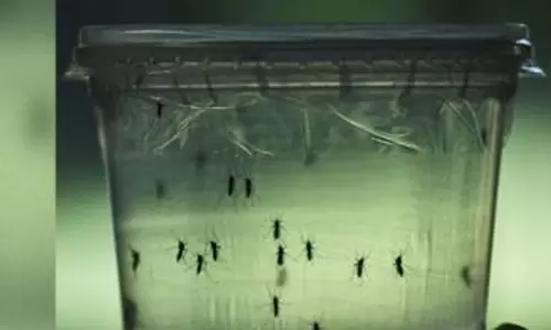 ആഫ്രിക്കയില്‍ സിക്ക വൈറസ് സ്ഥിരീകരിച്ചു