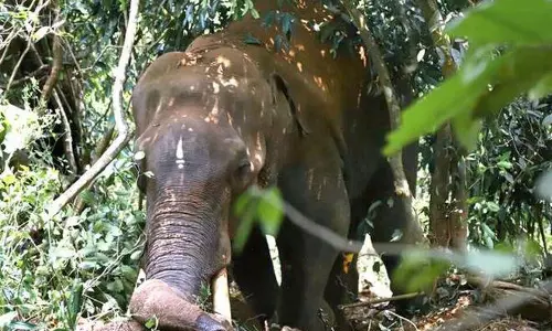 മലപ്പുറത്ത് കുട്ടിയാന ചരിഞ്ഞു