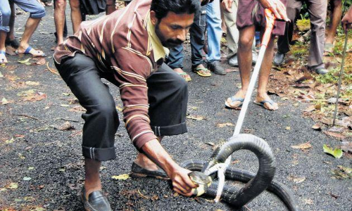 സന്നിധാനത്തിറങ്ങുന്ന പാമ്പുകളെ ചാക്കിലാക്കാന് ഗോപി ശെല്വമെത്തി സന്നിധാനത്തിറങ്ങുന്ന പാമ്പുകളെ ചാക്കിലാക്കാന് ഗോപി ശെല്വമെത്തി