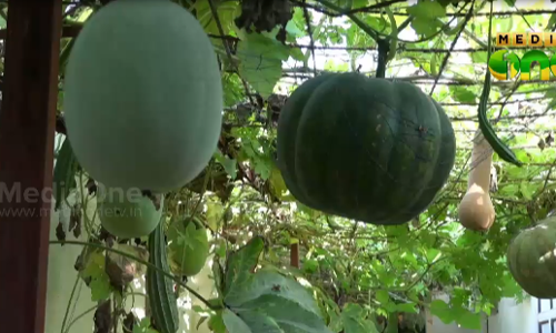 വീട്ടുമുറ്റത്തെ പച്ചക്കറി വിളവെടുത്തും വിതരണം ചെയ്തും ഖത്തറില്‍ പുതുവര്‍ഷാഘോഷം