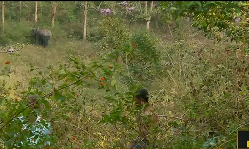 പുനരധിവാസത്തിന് പണം നല്‍കിയില്ല; ആദിവാസികള്‍ കൊടുംവനത്തിലേക്ക് തിരിച്ചുപോയി