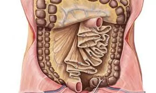 മനുഷ്യന്റെയുള്ളില്‍ ഒരു അവയവം കൂടിയുണ്ടെന്ന് ശാസ്ത്രജ്ഞര്‍