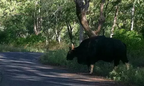 മറയൂരില്‍ കാട്ടുപോത്തുകളുടെ ആക്രമണം രൂക്ഷമാകുന്നു
