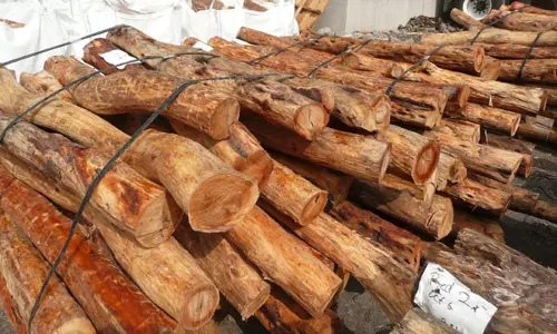 85 കിലോ ചന്ദനമുട്ടികളുമായി ഒരാള്‍ പിടിയില്‍