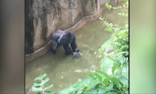 ഗൊറില്ലാ കൂട്ടില്‍ വീണ നാലുവയസുകാരനെ രക്ഷിക്കാന്‍ ഗൊറില്ലയെ വെടിവെച്ചുകൊന്നതിനെതിരെ പ്രതിഷേധം