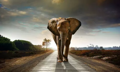 ആനയിറങ്ങിയാല് അറിയിക്കാനും ഇനി ആപ്പ് ആനയിറങ്ങിയാല് അറിയിക്കാനും ഇനി ആപ്പ്