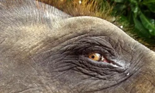 കാട്ടാനക്ക് വെടിയേറ്റ സംഭവം: വാഹനത്തില് നിന്നെന്ന് പ്രാഥമിക നിഗമനം കാട്ടാനക്ക് വെടിയേറ്റ സംഭവം: വാഹനത്തില് നിന്നെന്ന് പ്രാഥമിക നിഗമനം