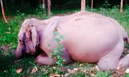 വയനാട്ടില് കാട്ടാനയെ കൊലപ്പെടുത്തിയത് നാടന് തോക്കുപയോഗിച്ച് വയനാട്ടില് കാട്ടാനയെ കൊലപ്പെടുത്തിയത് നാടന് തോക്കുപയോഗിച്ച്